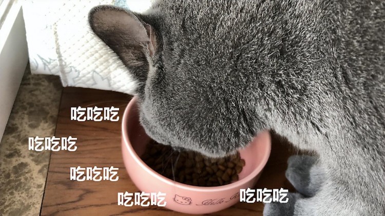 猫粮什么牌子好又便宜