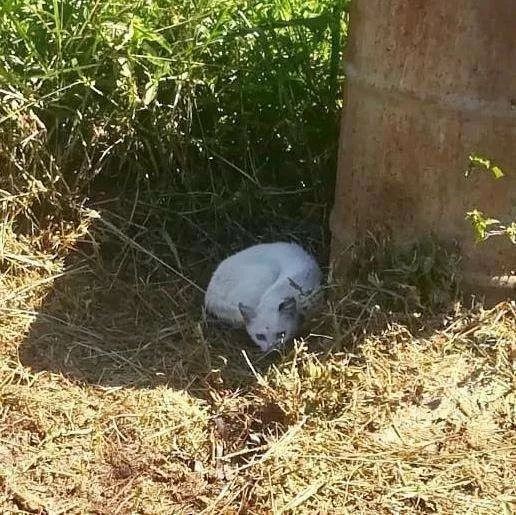 丧尽天良！南非一男子因强奸邻居家的猫被逮捕