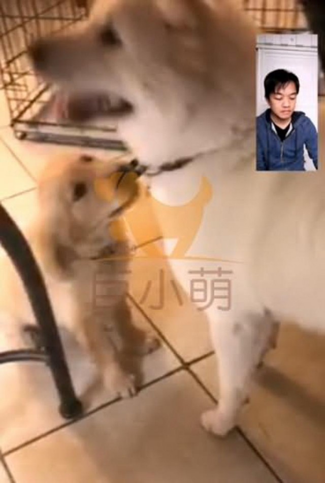 养过超乖秋田犬美国主人受不了调皮小金毛跨洋远程训犬