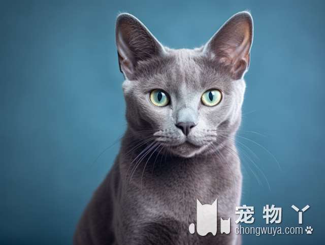 想要养只可爱的猫咪吗？