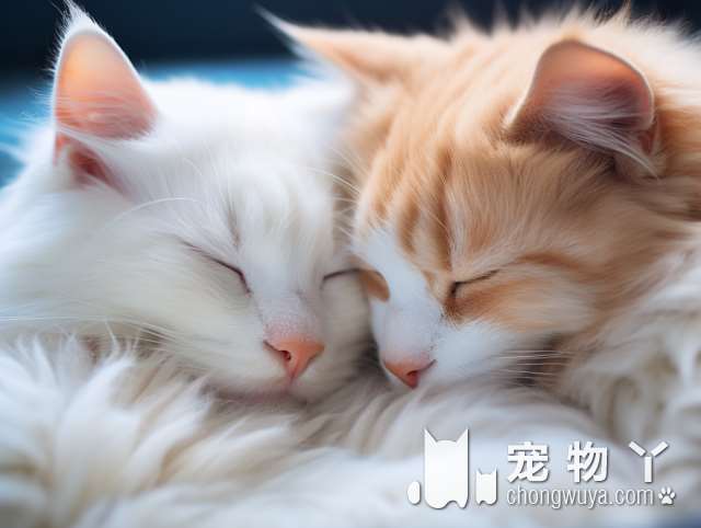 猫咪手术后，做化验真的有必要吗?