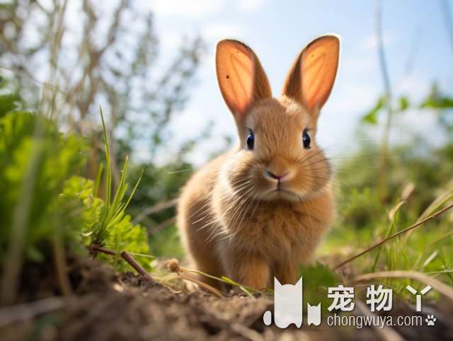 吉娃娃犬的特点。